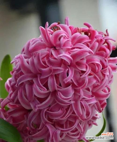 探寻红色玫瑰花语中的坚持与勇气 用红色玫瑰表达永不放弃的花语