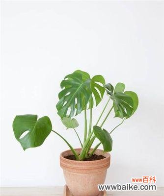 揭示龟背竹的丰富花语及寓意 以龟背竹的花语