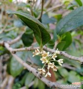 传承千年的香气 桂花花语的含义与魅力