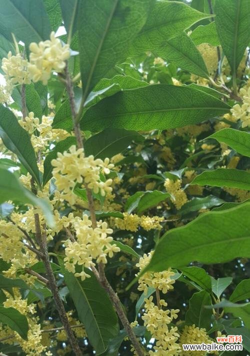 芬芳传递温馨的信使 桂花的花语