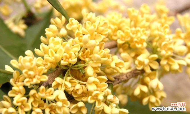 芬芳传递温馨的信使 桂花的花语