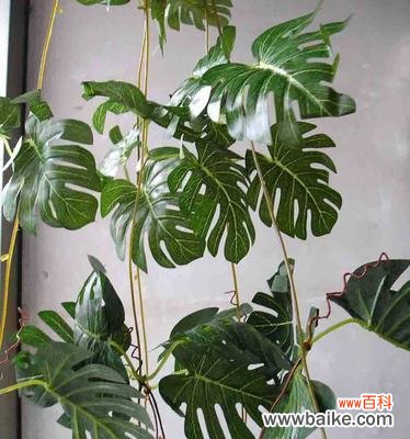 揭示人生的坚韧与成长之道 以龟背竹寓意与人生启示