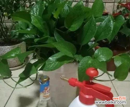 感悟自然的韵律 以龟背竹浇花，用爱呵护生命之美