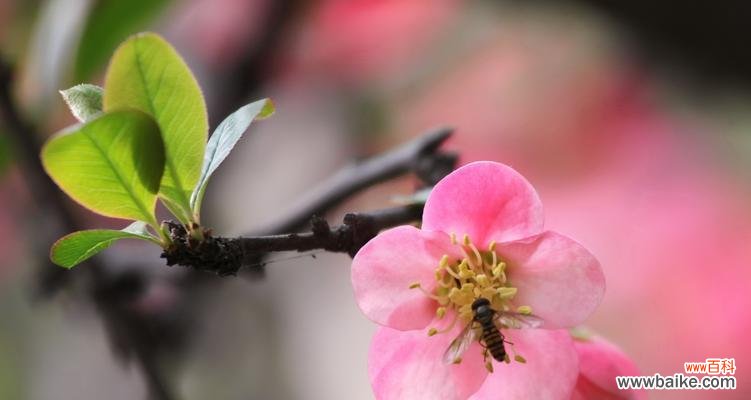 传承千年的美丽与坚韧 海棠花的意义与象征