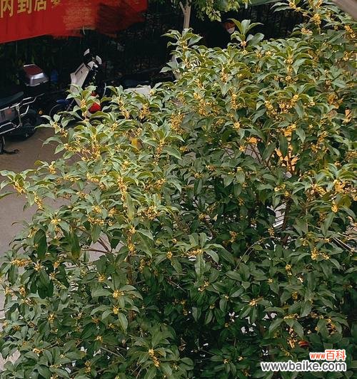 唤醒心灵的香气 桂花开花的寓意