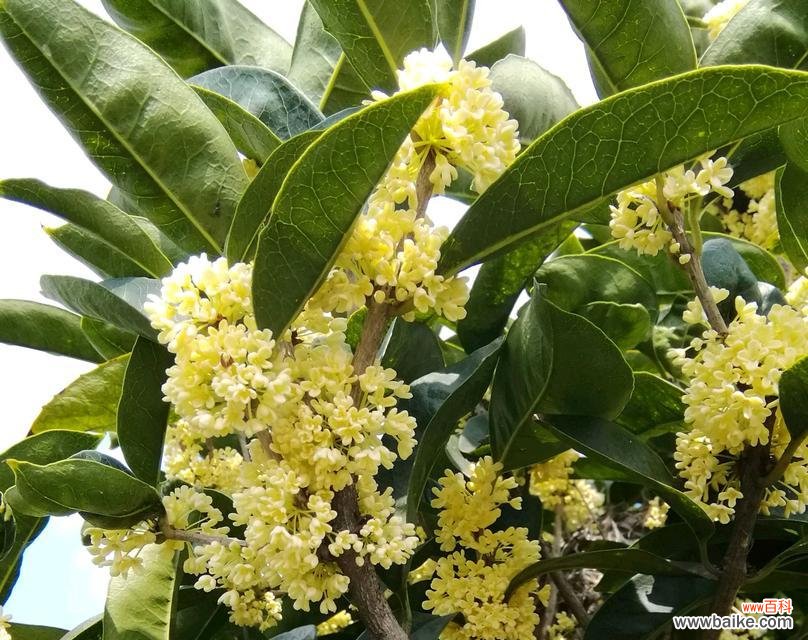 唤醒心灵的香气 桂花开花的寓意