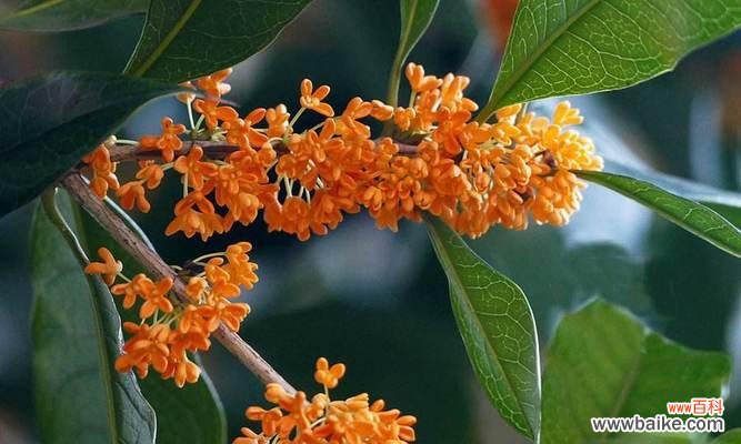 从花朵中感受美好生活的智慧 桂花花语的寓意与传承