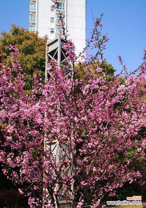 追寻海棠花的柔美与坚韧 《海棠花的花语与寓意》