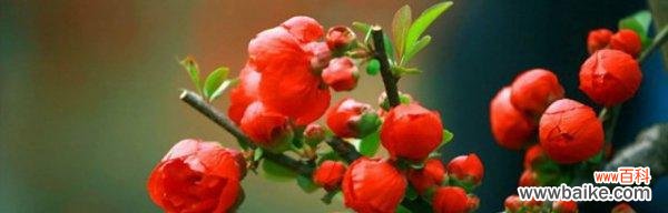 追寻海棠花的柔美与坚韧 《海棠花的花语与寓意》