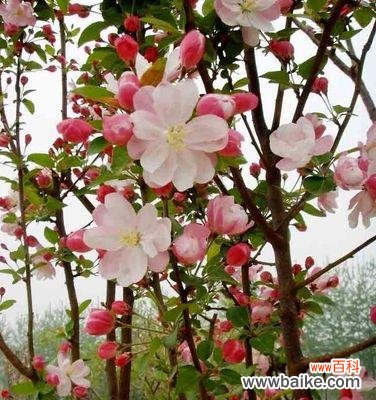 追寻海棠花的柔美与坚韧 《海棠花的花语与寓意》