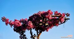 海棠花格 海棠花格