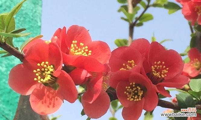 传递爱情与坚强的生命力 海棠花的花语与魅力