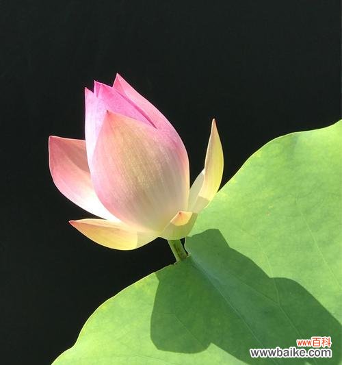 探索荷花的象征意义与内涵 荷花的花木花语