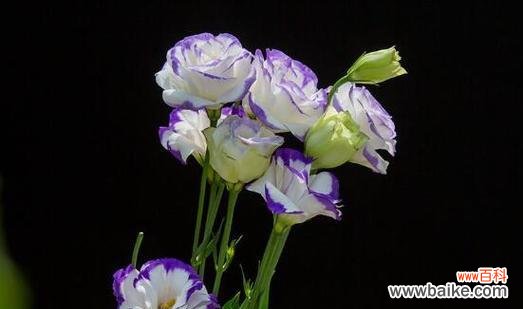 康乃馨花语中的遇见之美 遇见的花语——以康乃馨为主题的花语