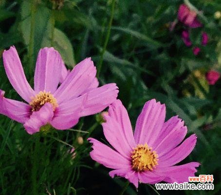 以康乃馨为例 友情长久之花语剖析