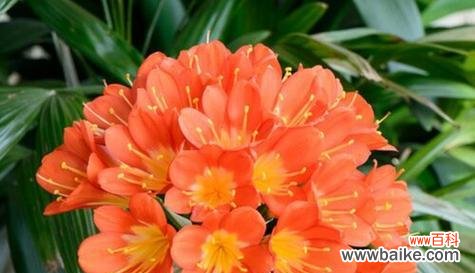 揭示百合花的花语与永恒主题 永恒之花