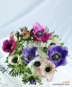 爱情的象征 永恒的守护——以玫瑰花的花语为主题