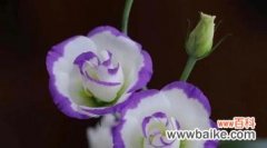 玫瑰花语与永恒的爱之间的关联 永恒的爱