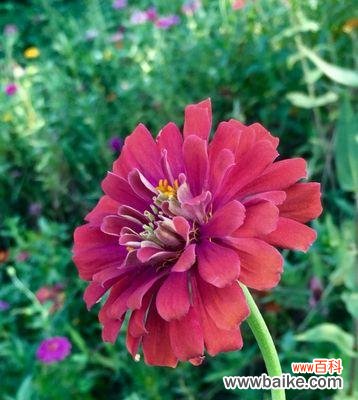 以百合为象征的友谊的真谛与象征意义 永恒友谊的花语——百合