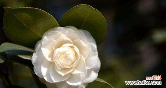 以玫瑰为主题 永生之花——玫瑰的花语