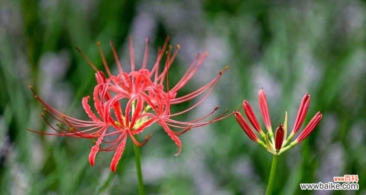 以玫瑰为主题 永生之花——玫瑰的花语