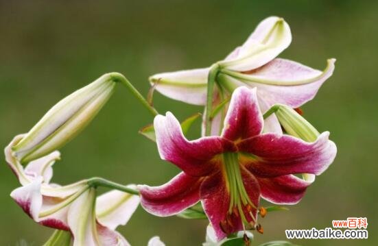 花语玫瑰 用玫瑰花传达永远幸福的花语