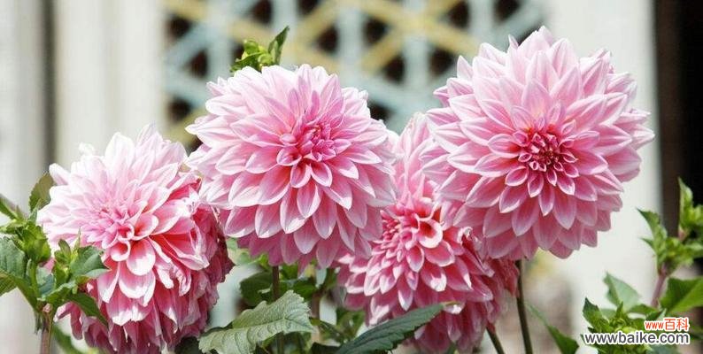 探索友谊花语的深度意义 友谊花语