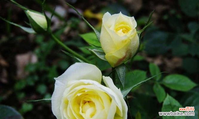 探索友谊花语的深度意义 友谊花语