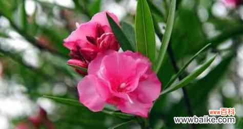 揭示欲望的花束之语 欲望之花