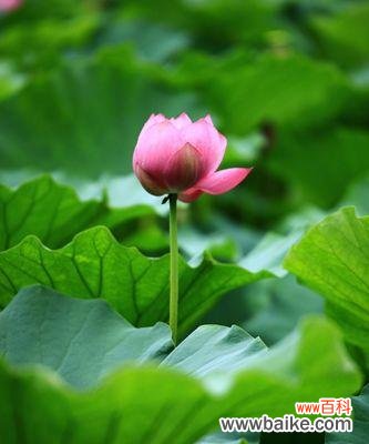 为什么荷花不开花 荷花不长花的原因及解决办法