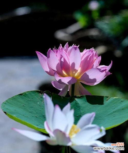 为什么荷花不开花 荷花不长花的原因及解决办法