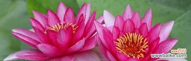 探寻荷花所代表的美丽意义 荷花的花语