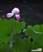 守望生命之美 荷花花语