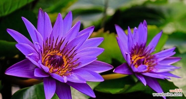 揭秘荷花的吉祥象征与美好寓意 荷花的寓意与花语