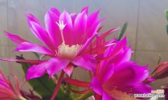 探索荷花灵剑的传承与美丽 荷花灵剑的花语与意义