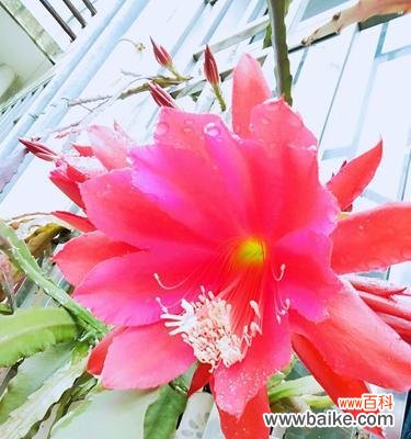 探索荷花灵剑的传承与美丽 荷花灵剑的花语与意义