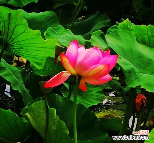 深入探索荷花的含义 荷花花语与文化传承