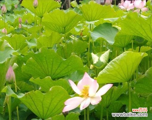 荷花花语的深意与象征意义 荷花花语之美——寄托心灵的宁静与纯净