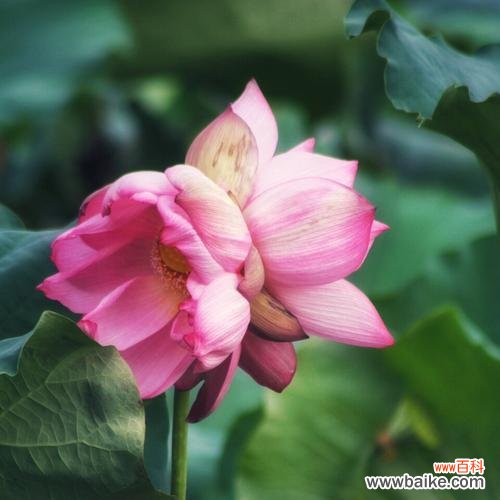 荷花花语的深意与象征意义 荷花花语之美——寄托心灵的宁静与纯净