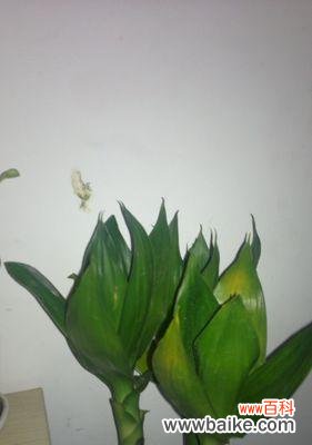 生命的秘密 荷花竹——花开竹翠，寄托浓情