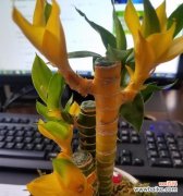 生命的秘密 荷花竹——花开竹翠，寄托浓情