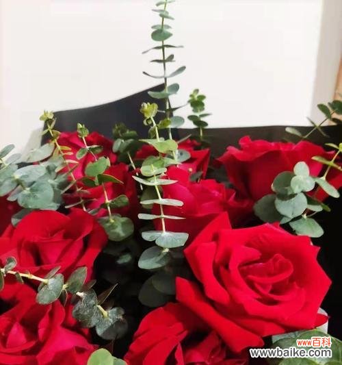 黑红玫瑰花语传递爱情和热情 黑红玫瑰花的花语揭示爱的真谛