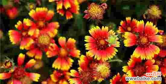 传递离别的情感与祝福的百合花语 再见的花语——百合花