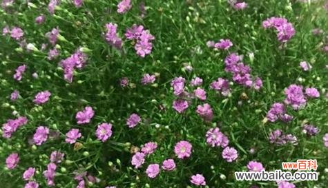 传递和平与宽恕的力量 用百合花表达原谅我的花语