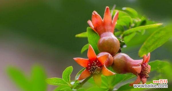 解密玫瑰花的7种花语 用玫瑰花的花语拯救爱情