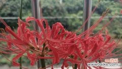 探寻绣球花背后的坚持与追求 缠绵执念