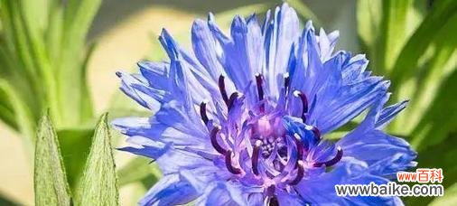 探寻绣球花背后的坚持与追求 缠绵执念