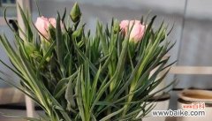 以白兰花的花语诠释挚友情谊 挚友如花，不变的陪伴