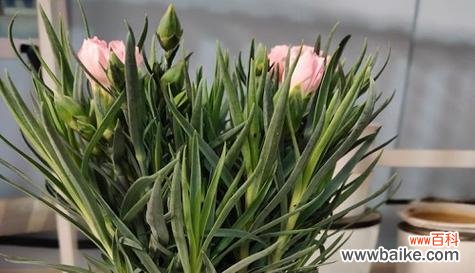 以白兰花的花语诠释挚友情谊 挚友如花,不变的陪伴