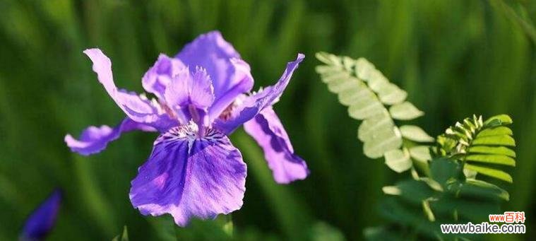 以白兰花的花语诠释挚友情谊 挚友如花,不变的陪伴